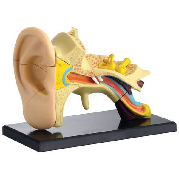 Edukativni model ljudskog uha SK012 - ODDO igračke
