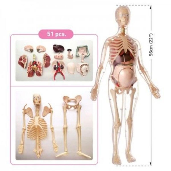 Anatomija Trudne Žene MK064 - ODDO igračke